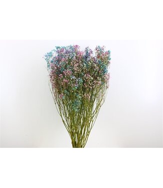 Dutch Dried Detroit Mix Gypsophile fleurs séchées | Gypsophile séchée | Longueur ± 65 centimètres | Par 5 tiges
