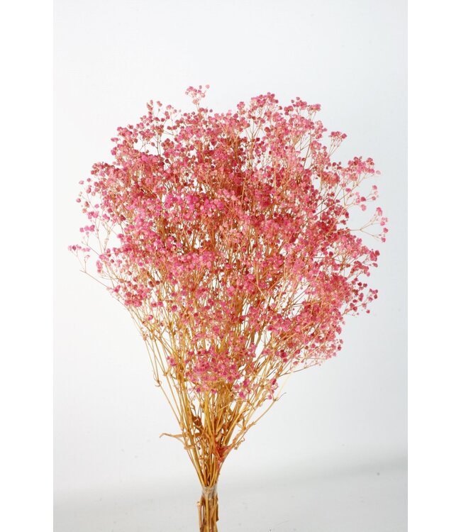 Gypsophile rose fleurs séchées | Gypsophile préservée | Longueur ± 65 centimètres | Par 100 grammes