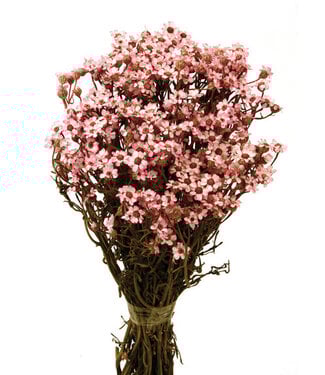 Casa Alegria Light Pink Ixodia Dried Flowers | Length ± 35 centimetres | Weight ± 50 grams