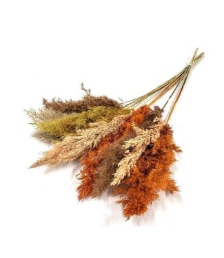 Dutch Dried Aardetinten gedroogde Pampas pluimen | Lengte ± 70 centimeter | Per 10 takken