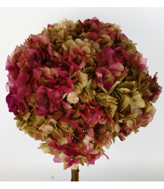 Casa Alegria Hortensia conservée vert-rouge | Longueur ± 40 centimètres | Poids ± 50 grammes