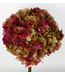 Hortensia préservée vert-rouge | Longueur ± 40 centimètres | Poids ± 50 grammes