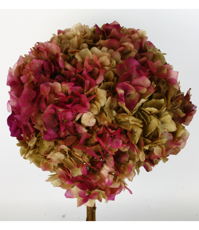 Hortensia préservée vert-rouge | Longueur ± 40 centimètres | Poids ± 50 grammes
