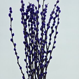 Dutch Dried Intens violette Salix-Weidenkätzchen | Länge ± 70 Zentimeter | Pro 10 Zweige