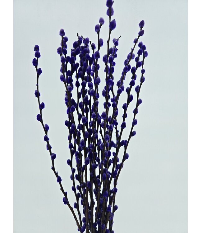 Intense purple Salix catkins | Length ± 70 centimetres | Per 10 branches