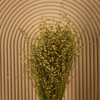 Dutch Dried Linum brun naturel - Fleurs séchées de lin | Longueur ± 55 centimètres | Poids ± 150 grammes