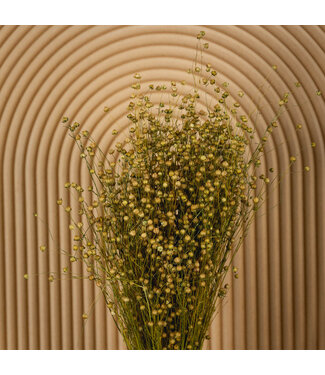 Dutch Dried Natürliche braune Linum - Flachs Trockenblumen | Länge ± 55 Zentimeter | Gewicht ± 150 Gramm