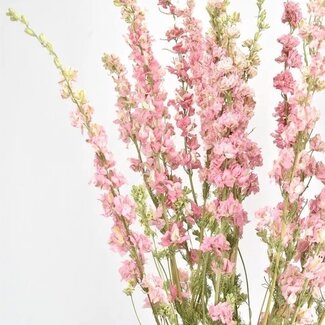 Dutch Dried Natürliche Rosa Delphinium - Rittersporn Trockenblumen | Länge ± 70 Zentimeter | Gewicht ± 100 Gramm