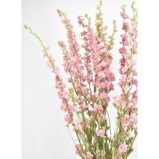 Dutch Dried Naturel Roze Delphinium - Ridderspoor droogbloemen  | Lengte ± 70 centimeter | Gewicht ± 100 gram