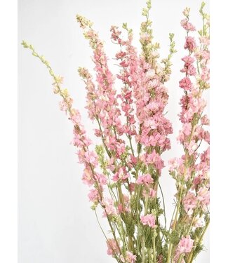 Dutch Dried Natural Pink Delphinium - Larkspur dried flowers | Length ± 70 centimetres | Weight ± 100 grams