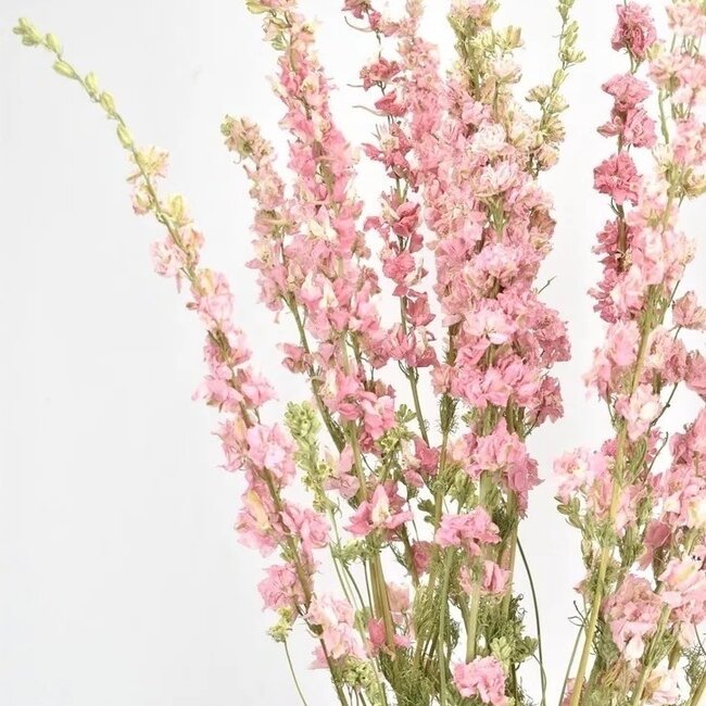 Delphinium Rose Naturel - Pied d'alouette fleurs séchées | Longueur ± 70 centimètres | Poids ± 100 grammes