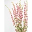 Natural Pink Delphinium - Larkspur dried flowers | Length ± 70 centimetres | Weight ± 100 grams