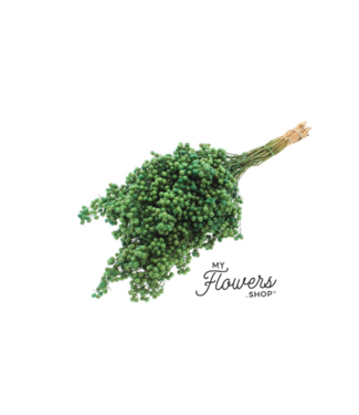 Dutch Dried Mintgrüne Schinus - Pfefferbeeren Trockenblumendekoration | Länge ± 35 Zentimeter | Gewicht ± 150 Gramm