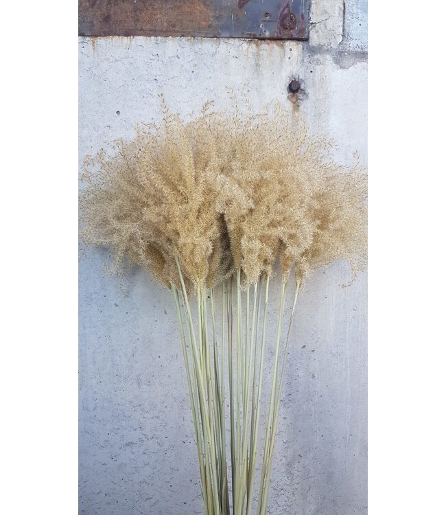 Herbe Stypa Naturelle fleurs séchées | Longueur ± 55 centimètres | Par 10 plumeaux