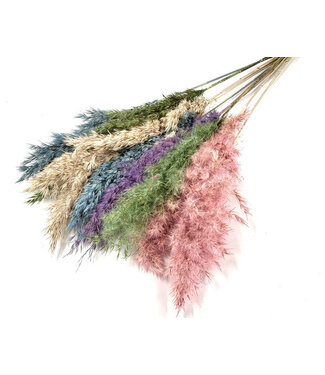 Dutch Dried Pasteltinten gedroogde Pampas pluimen | Lengte ± 70 centimeter | Per 10 takken