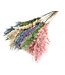 Pastel-coloured dried Pampas plumes | Length ± 70 centimetres | Per 10 stems