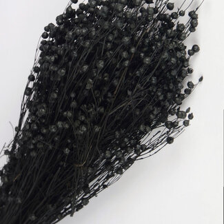 Dutch Dried Linum noir - Fleurs séchées de lin | Longueur ± 55 centimètres | Poids ± 150 grammes