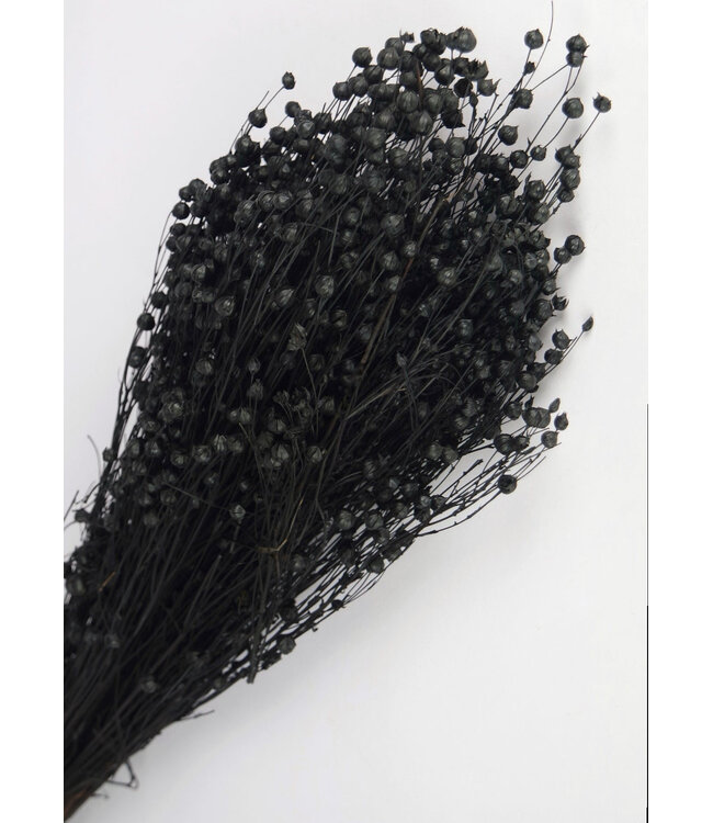 Black Linum - Flax dried flowers | Length ± 55 centimetres | Weight ± 150 grams
