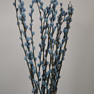 Dutch Dried Hellblaue Salix-Weidenkätzchen | Länge ± 70 Zentimeter | Pro 10 Zweige