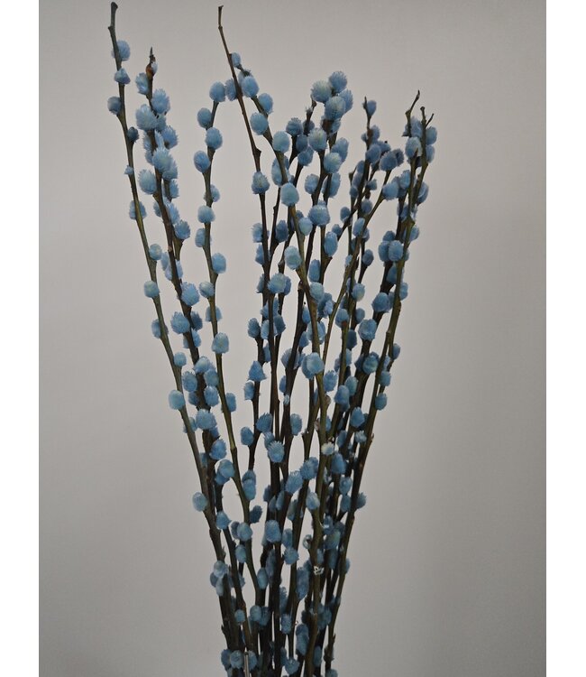 Light blue Salix catkins | Length ± 70 centimetres | Per 10 branches