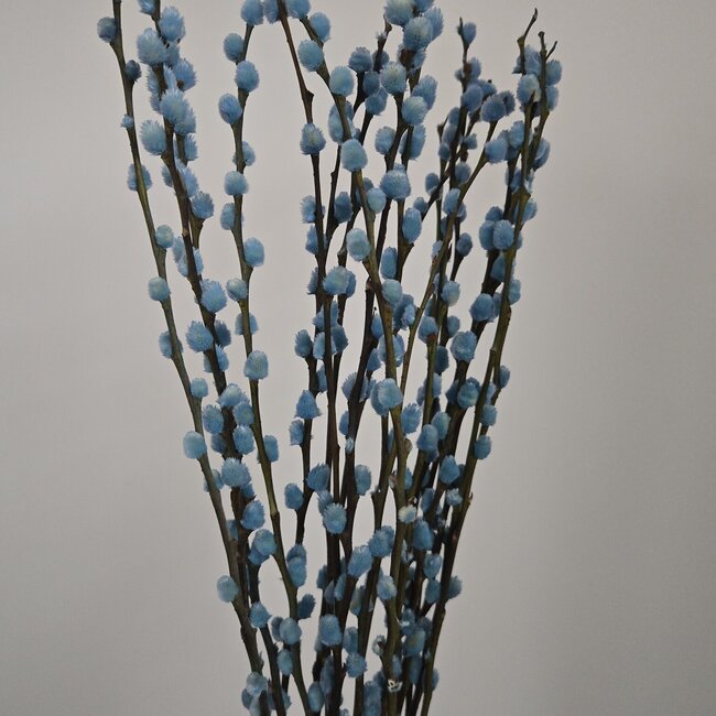 Chatons de saule bleu clair | Longueur ± 70 centimètres | Par 10 branches