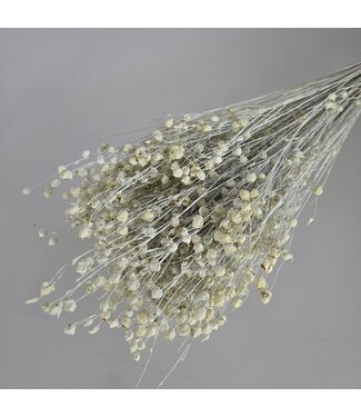 Dutch Dried White Misty Linum - Flax dried flowers | Length ± 55 centimetres | Weight ± 150 grams