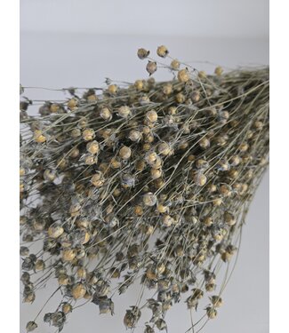 Dutch Dried Grey Misty Linum - Vlas droogbloemen | Lengte ± 55 centimeter | Gewicht ± 150 gram