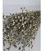 Grey Misty Linum - Lin en fleurs séchées | Longueur ± 55 centimètres | Poids ± 150 grammes