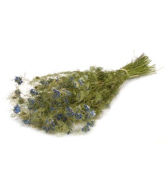 Dutch Dried Fleurs séchées de Nigella bleue naturelle | Longueur ± 60 centimètres | Poids ± 100 grammes
