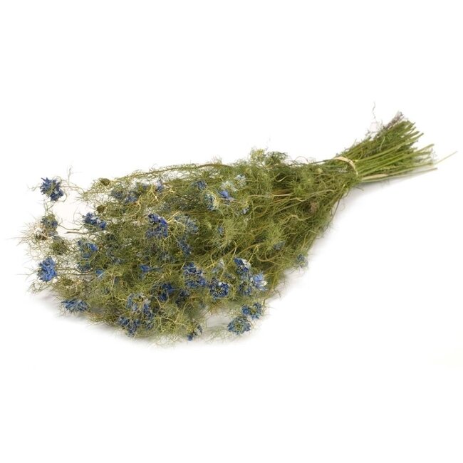 Fleurs séchées de Nigelle bleue naturelle | Longueur ± 60 centimètres | Poids ± 100 grammes