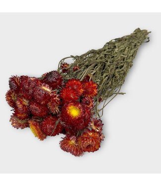 Dutch Dried Helichrysum rouge - Immortelle fleurs séchées | Longueur ± 55 centimètres | Poids ± 75 grammes