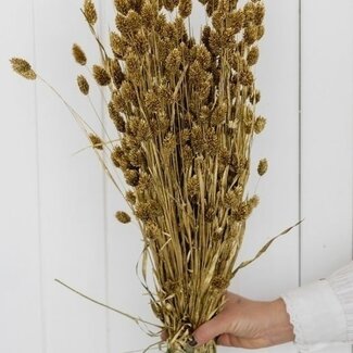 Dutch Dried Goldene Phalaris Trockenblumen | Länge ± 65 Zentimeter | Gewicht ± 150 Gramm