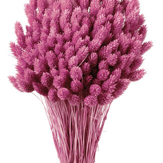 Casa Alegria Dunkelrosa Phalaris Trockenblumen | Länge ± 65 Zentimeter | Gewicht ± 150 Gramm