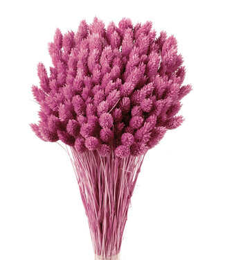 Casa Alegria Phalaris séchées rose foncé | Longueur ± 65 centimètres | Poids ± 150 grammes