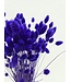 Milka Phalaris séchées violettes | Longueur ± 65 centimètres | Poids ± 150 grammes