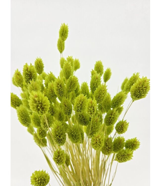 Phalaris séchées vert clair | Longueur ± 65 centimètres | Poids ± 150 grammes