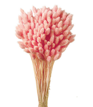 Casa Alegria Lichtroze Phalaris droogbloemen | Lengte ± 65 centimeter | Gewicht ± 150 gram