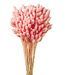 Phalaris séchées rose clair | Longueur ± 65 centimètres | Poids ± 150 grammes