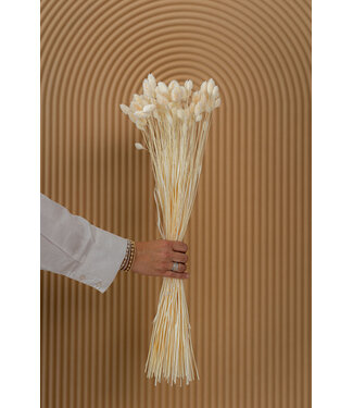 Dolce Vita White Bleached Phalaris Dried Flowers | Length ± 65 centimetres | Weight ± 150 grams