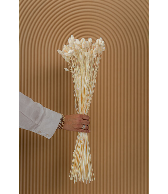 Phalaris blanchi séché | Longueur ± 65 centimètres | Poids ± 150 grammes