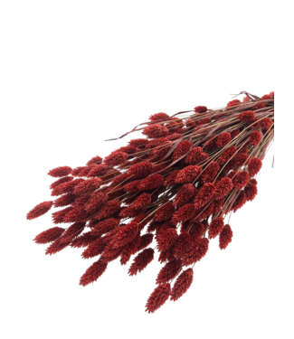 Dutch Dried Rote Phalaris Trockenblumen | Länge ± 65 Zentimeter | Gewicht ± 150 Gramm