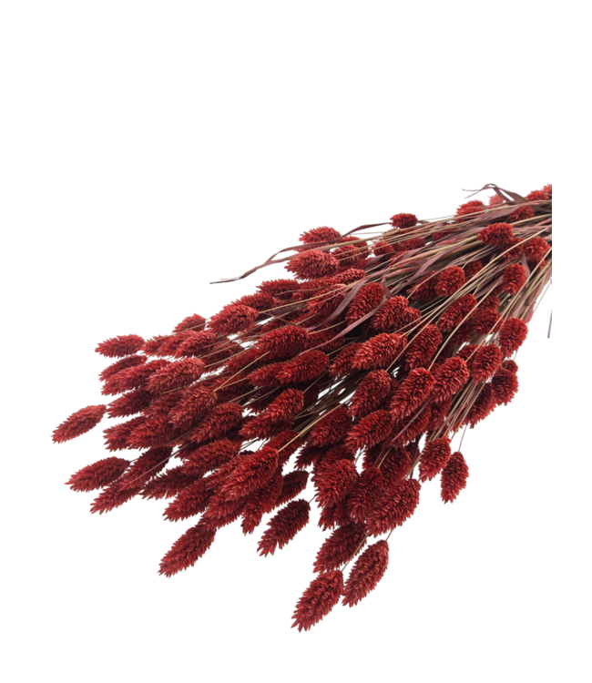 Phalaris séchées rouges | Longueur ± 65 centimètres | Poids ± 150 grammes