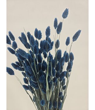 Dutch Dried Donkerblauwe Phalaris droogbloemen | Lengte ± 65 centimeter | Gewicht ± 150 gram