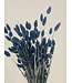 Phalaris séchées bleu foncé | Longueur ± 65 centimètres | Poids ± 150 grammes