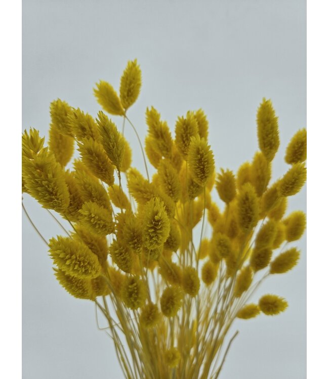 Phalaris séchées jaunes | Longueur ± 65 centimètres | Poids ± 150 grammes