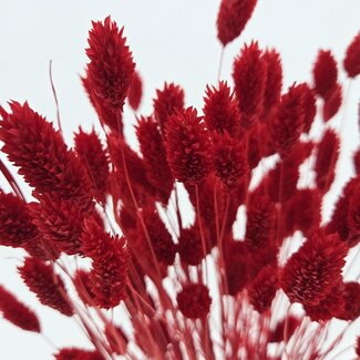 Dolce Vita Rote Phalaris Trockenblumen | Länge ± 65 Zentimeter | Gewicht ± 150 Gramm