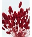 Phalaris séchées rouges | Longueur ± 65 centimètres | Poids ± 150 grammes