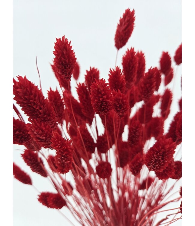 Phalaris séchées rouges | Longueur ± 65 centimètres | Poids ± 150 grammes