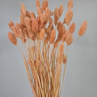 Dutch Dried Zalmkleurige Phalaris droogbloemen | Lengte ± 65 centimeter | Gewicht ± 150 gram