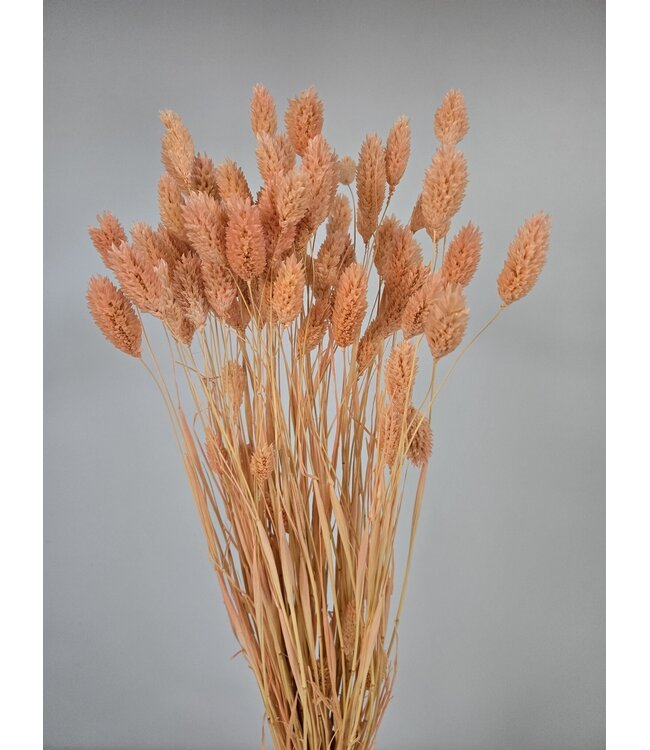 Phalaris séchées couleur saumon | Longueur ± 65 centimètres | Poids ± 150 grammes